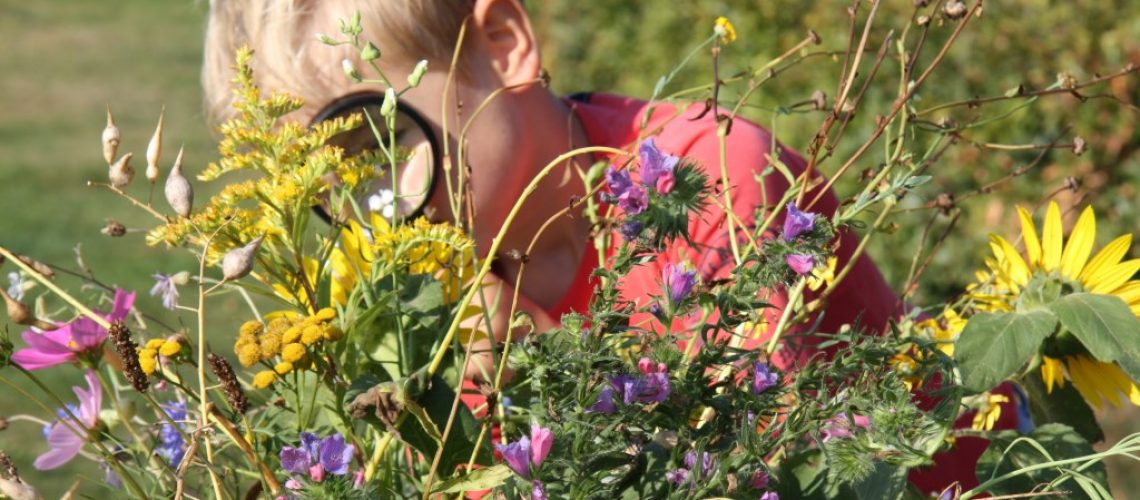 ontdekken bloemen